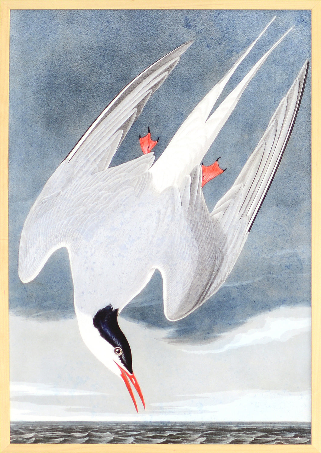 Audubon – Roseate Tern — nature and landscape fine art print in cool tones at Laurie Yapp Home