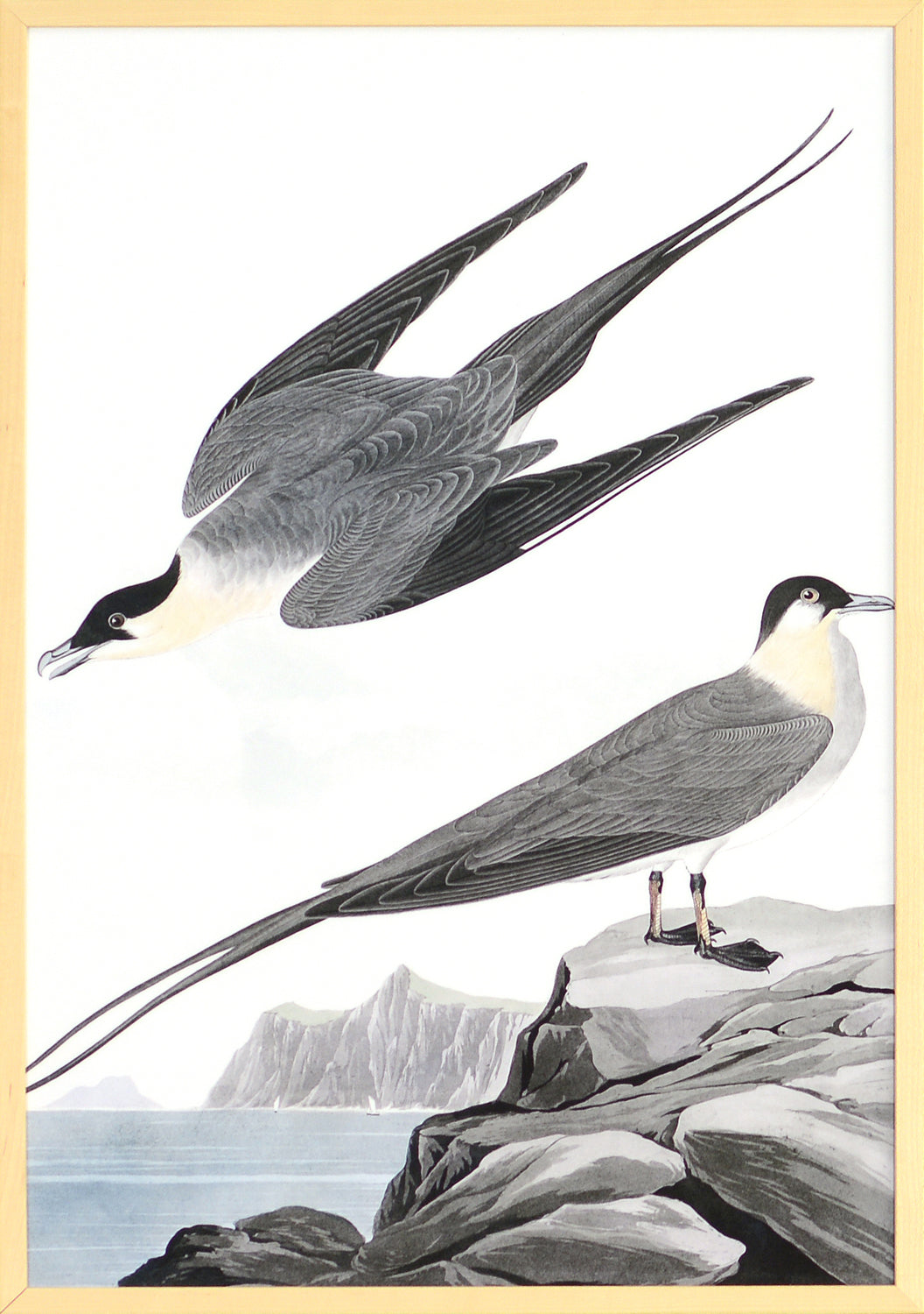 Audubon – Arctic Yager — nature and landscape fine art print in neutral tones at Laurie Yapp Home