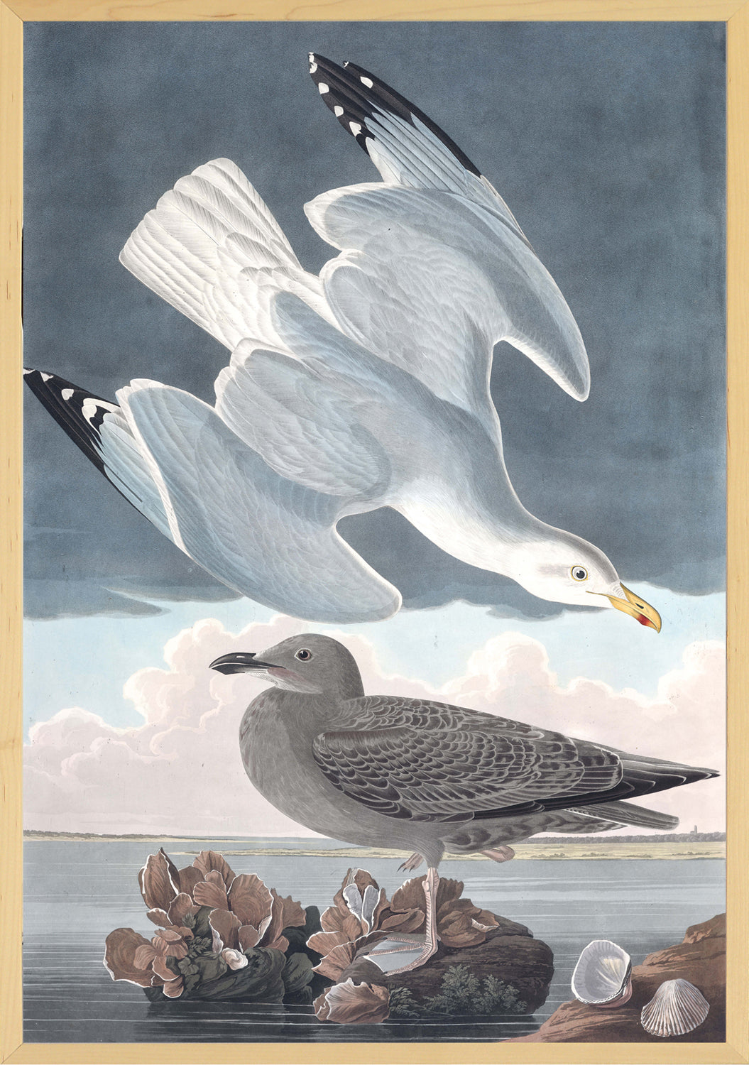 Audubon – Herring Gull — nature and landscape fine art print in neutral tones at Laurie Yapp Home