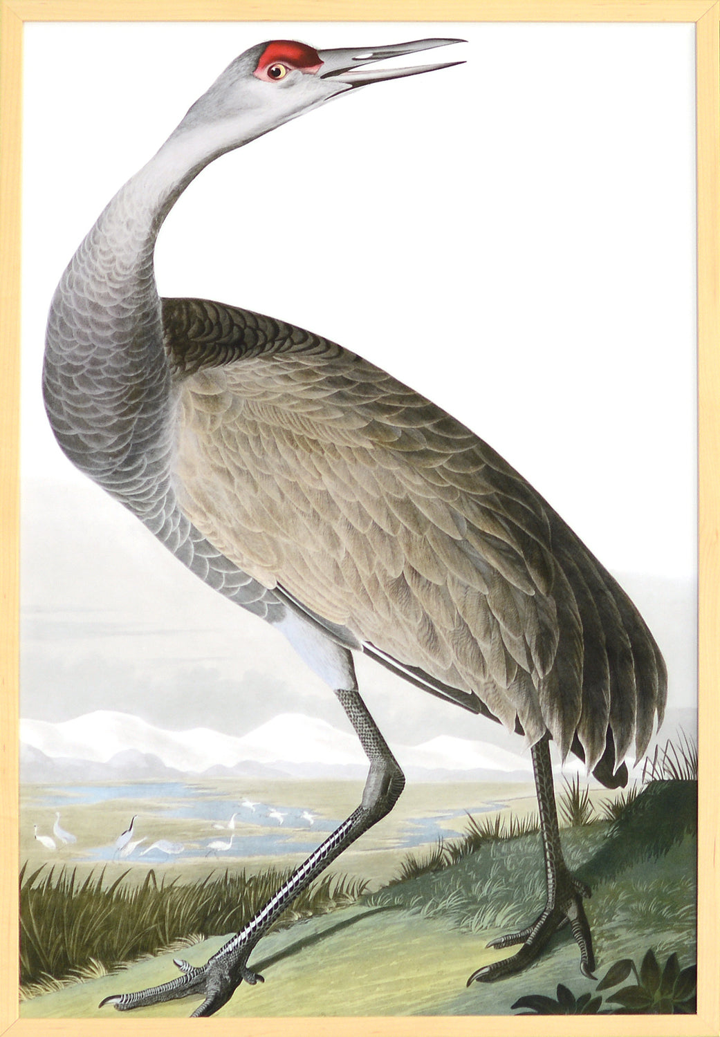 Audubon – Whooping Crane — nature and landscape fine art print in neutral tones at Laurie Yapp Home