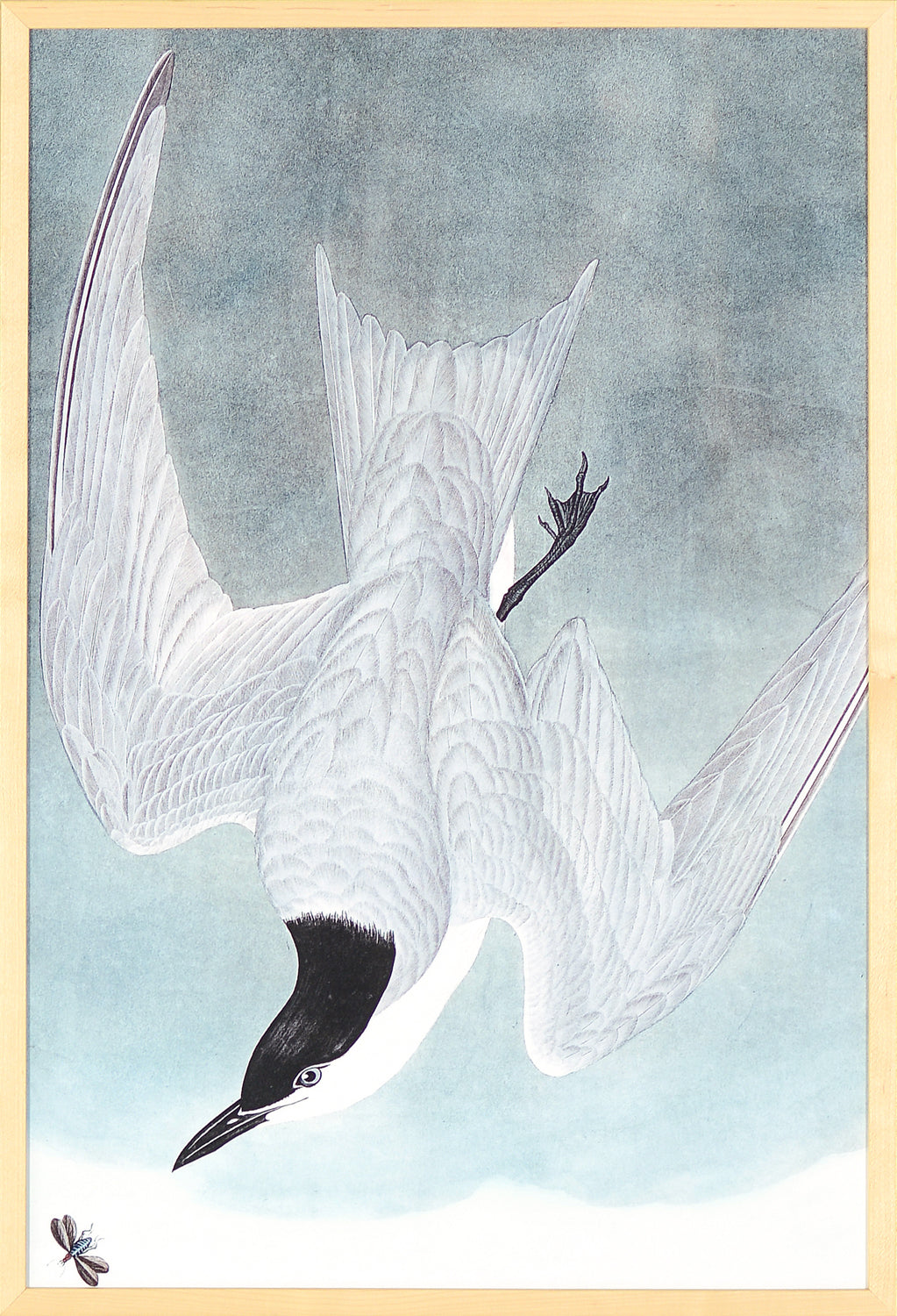 Audubon – Marsh Tern — nature and landscape fine art print in neutral tones at Laurie Yapp Home