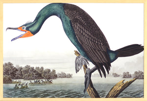 Audubon – Florida Cormorant — nature and landscape fine art print in cool tones at Laurie Yapp Home