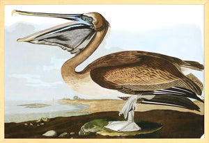 Audubon – Brown Pelican — nature and landscape fine art print in neutral tones at Laurie Yapp Home
