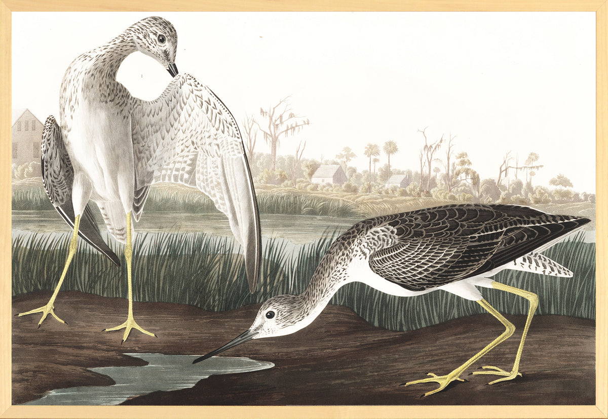 Audubon – Tell Tail Snipe — nature and landscape fine art print in neutral tones at Laurie Yapp Home