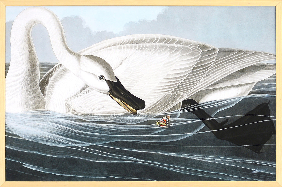 Audubon – Trumpeter Swan — nature and landscape fine art print in neutral tones at Laurie Yapp Home