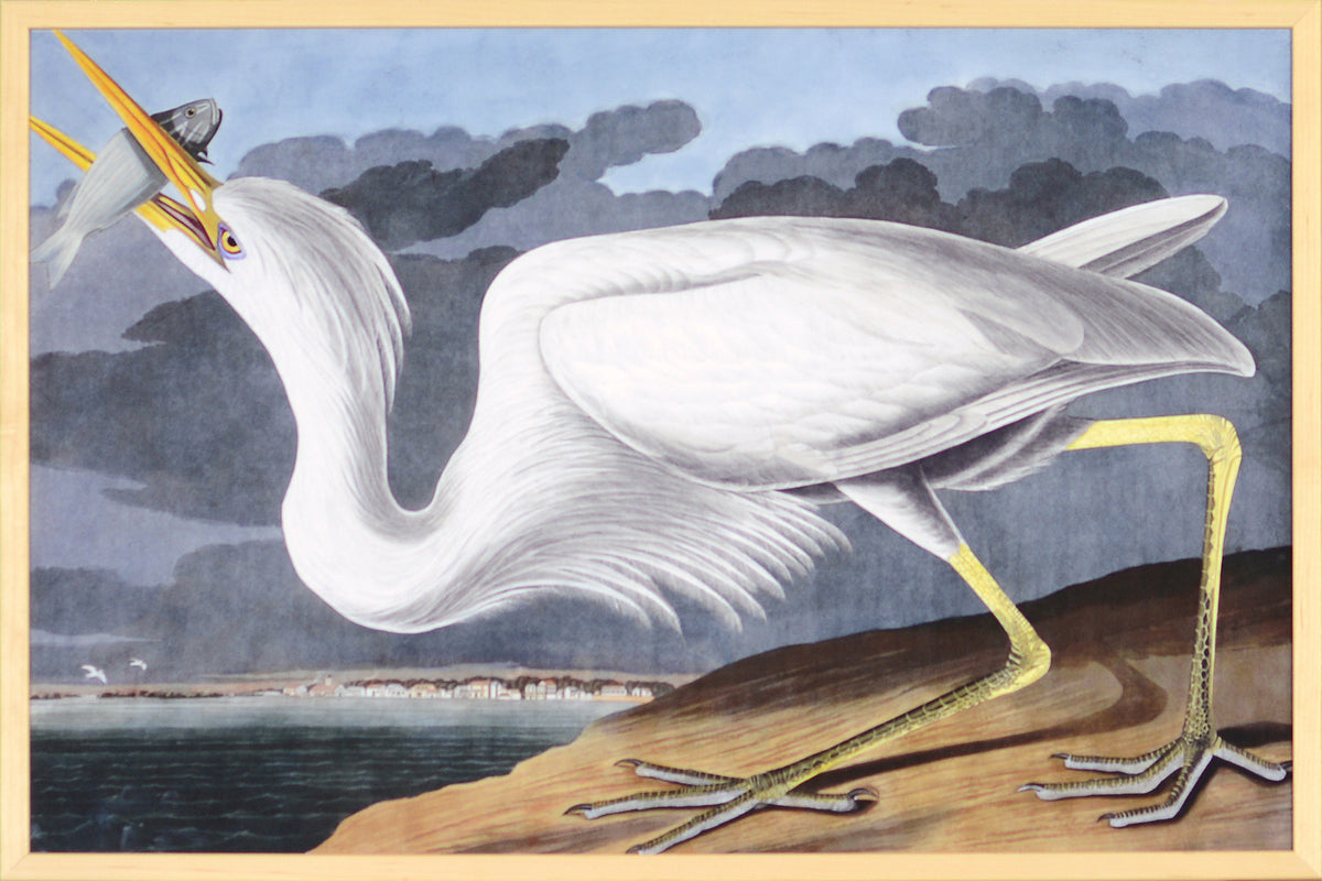 Audubon – Great White Heron — nature and landscape fine art print in cool tones at Laurie Yapp Home