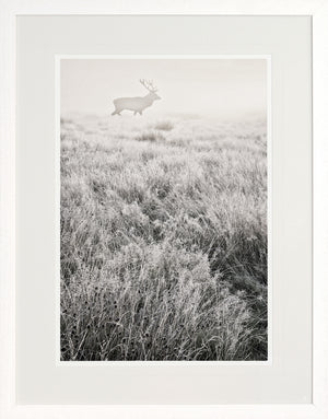 Mystical Morning Mist I — nature and landscape fine art print in neutral tones at Laurie Yapp Home