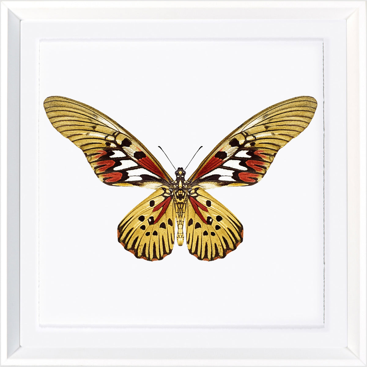 Vivid Papillons II — nature and landscape fine art print in bold primary tones at Laurie Yapp Home