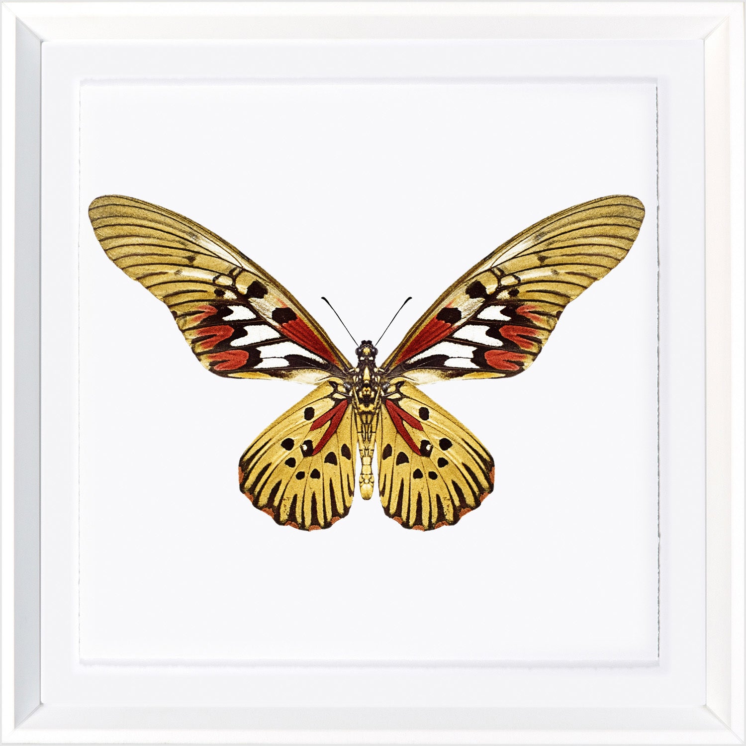 Vivid Papillons II — nature and landscape fine art print in bold primary tones at Laurie Yapp Home