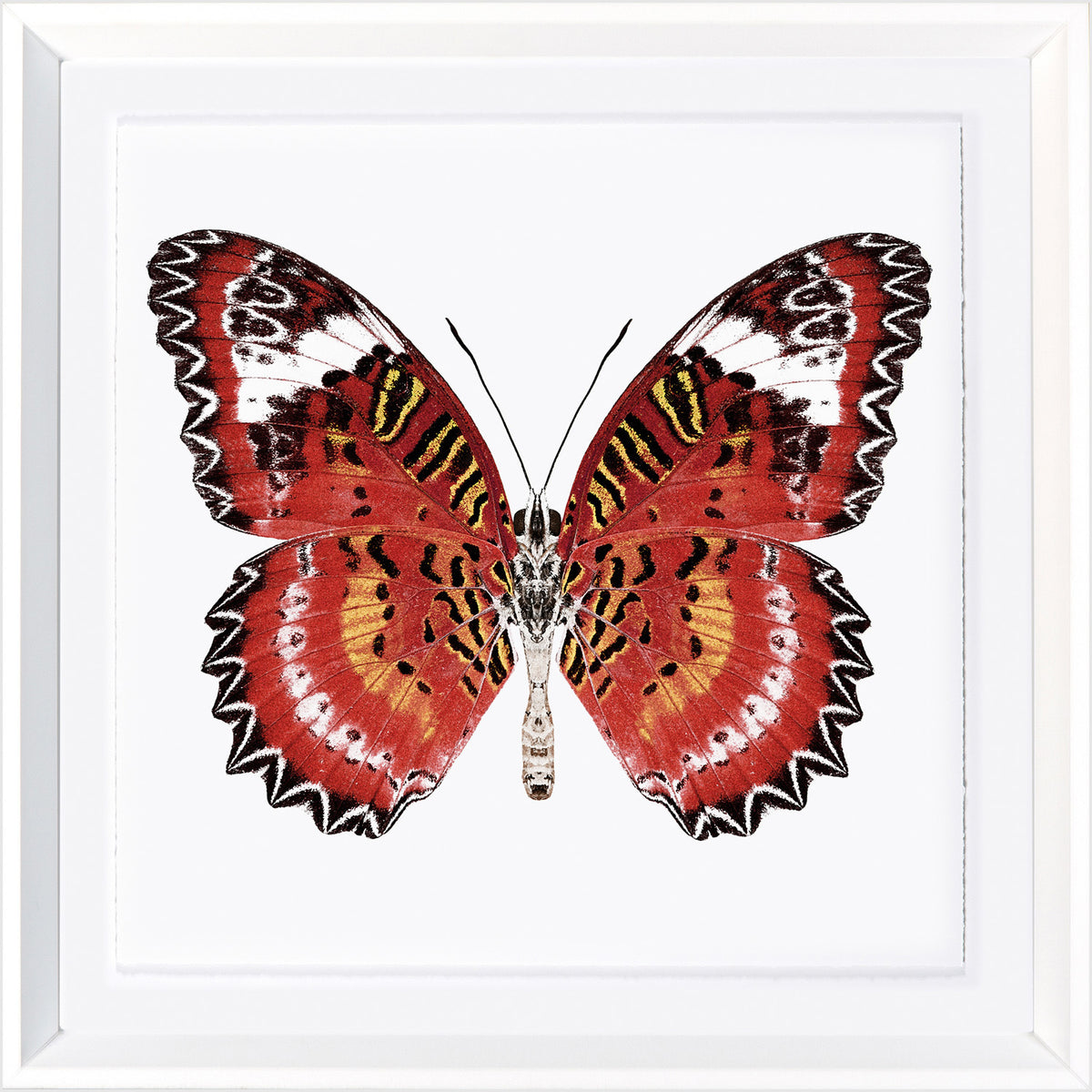 Vivid Papillons IV — nature and landscape fine art print in bold primary tones at Laurie Yapp Home