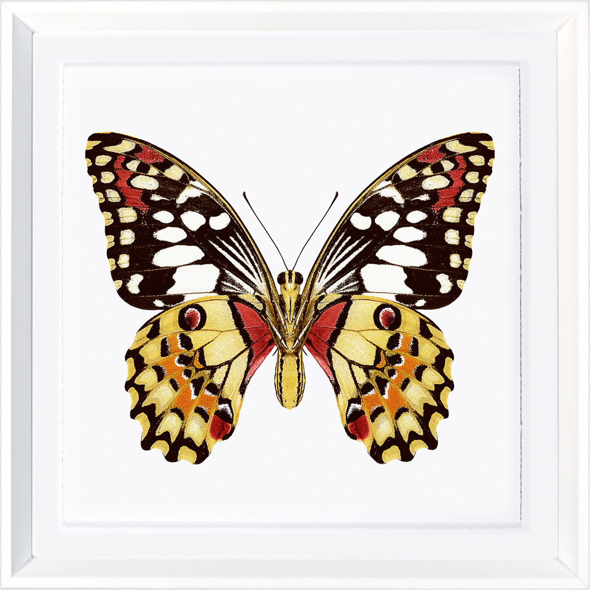 Vivid Papillons V — nature and landscape fine art print in warm tones at Laurie Yapp Home