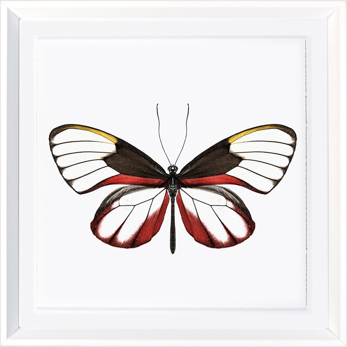 Vivid Papillons VI — nature and landscape fine art print in bold primary tones at Laurie Yapp Home