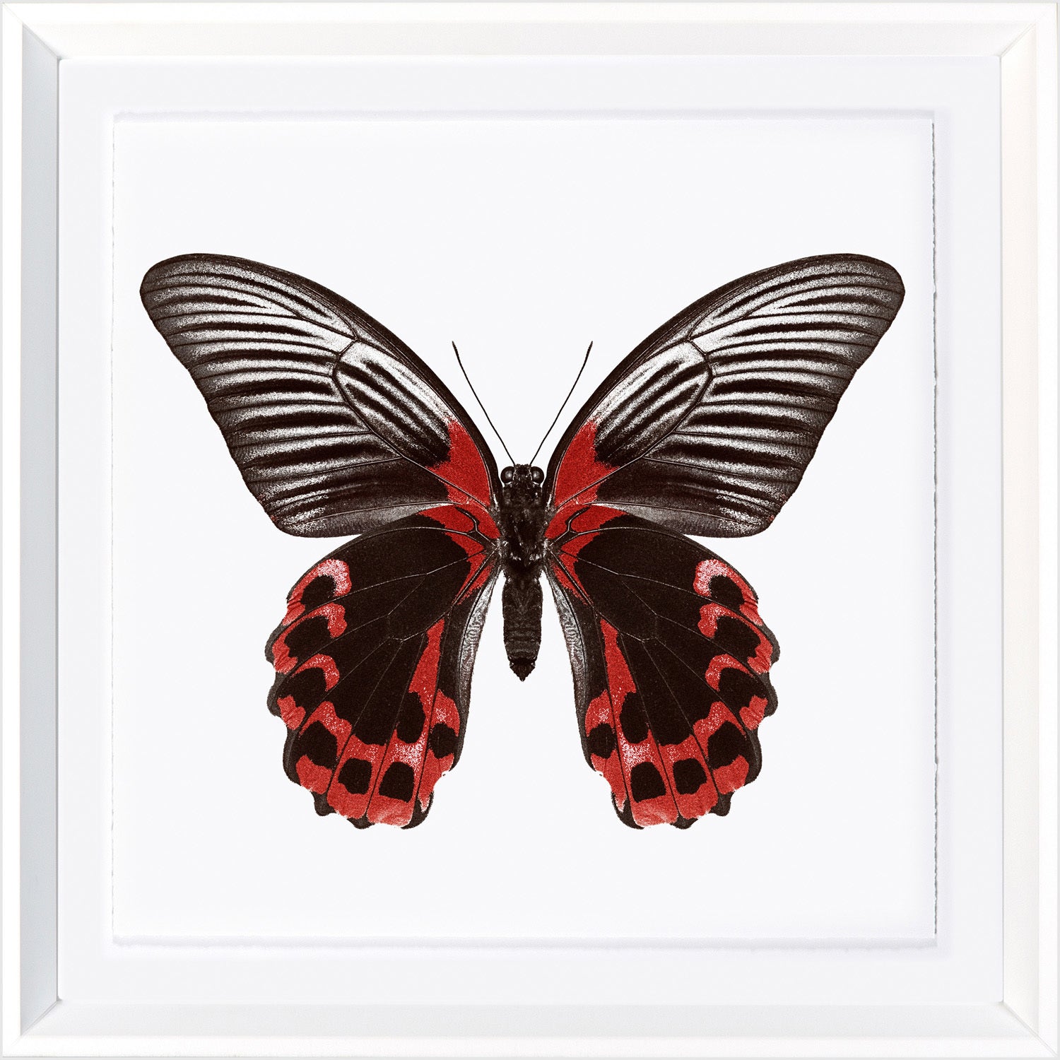 Vivid Papillons VIII — nature and landscape fine art print in neutral tones at Laurie Yapp Home