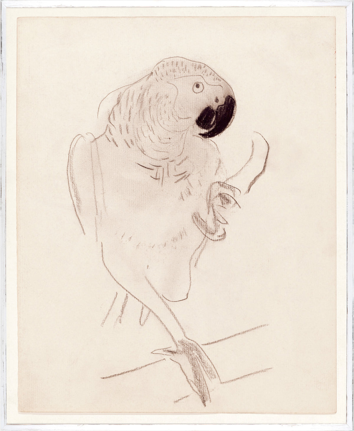 Cachet’s Parrot Circa 1874 wall art featuring a sketched parrot on a cream background.