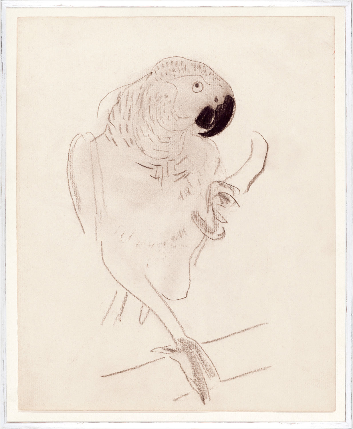 Cachet’s Parrot Circa 1874 wall art featuring a sketched parrot on a cream background.