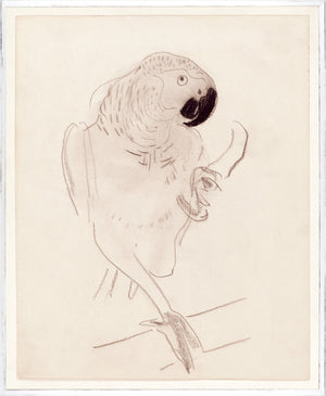 Cachet’s Parrot Circa 1874 wall art featuring a sketched parrot on a cream background.