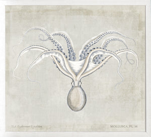 Mollusca Pl 28 — still life fine art print shown from another angle