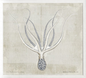 Mollusca Pl 32 — still life fine art print in neutral tones at Laurie Yapp Home