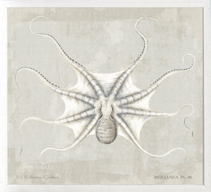 Mollusca Pl 46 — still life fine art print in neutral tones at Laurie Yapp Home