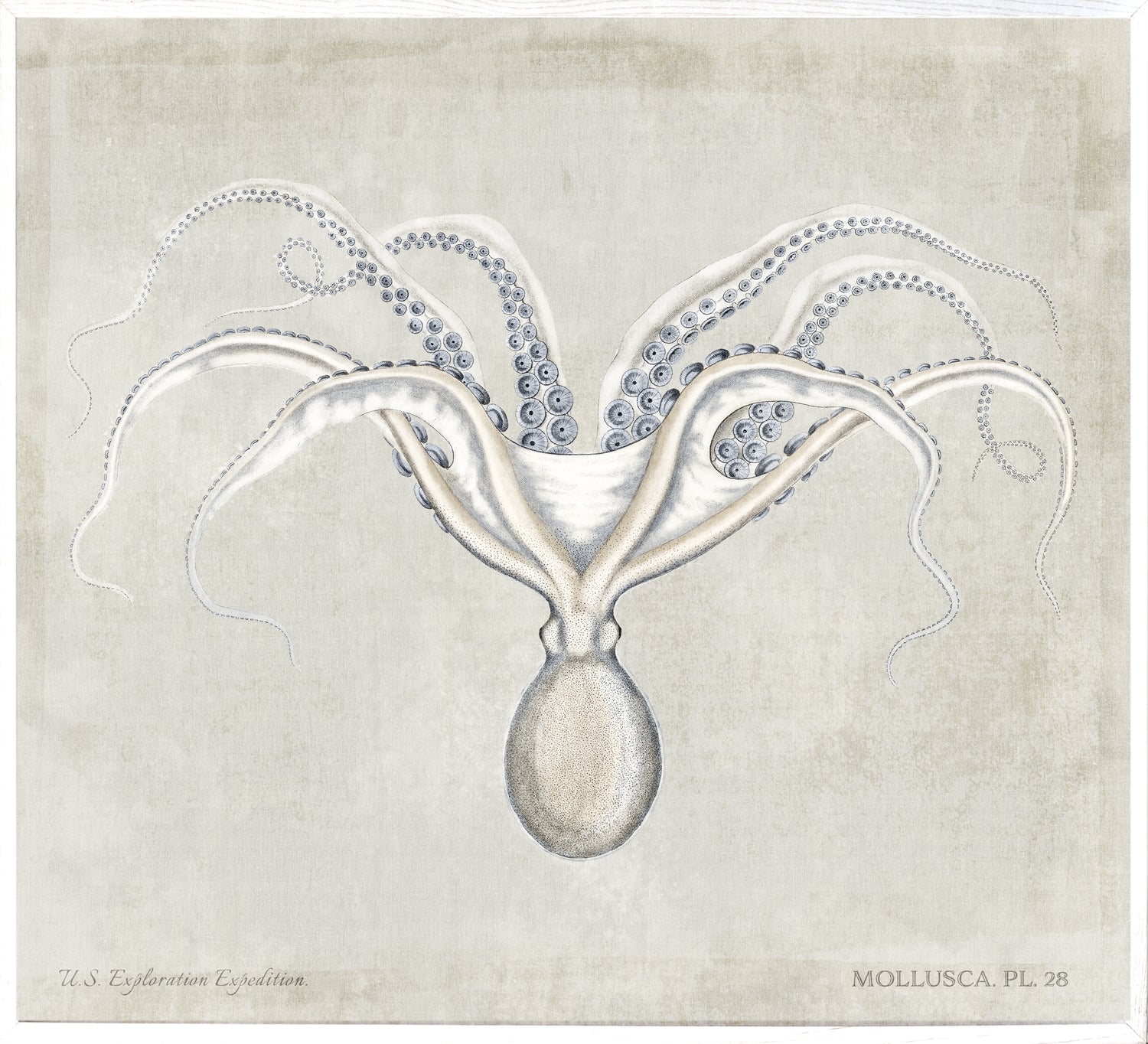 Mollusca Pl 28 wall art featuring an octopus illustration on a textured beige background.