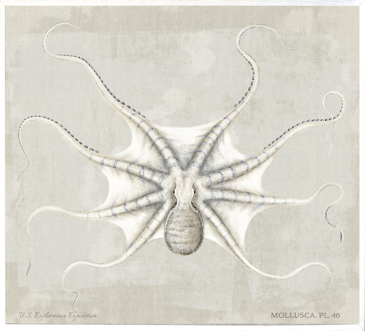 Mollusca Pl 46 wall art featuring a detailed illustration of an octopus on a light background.