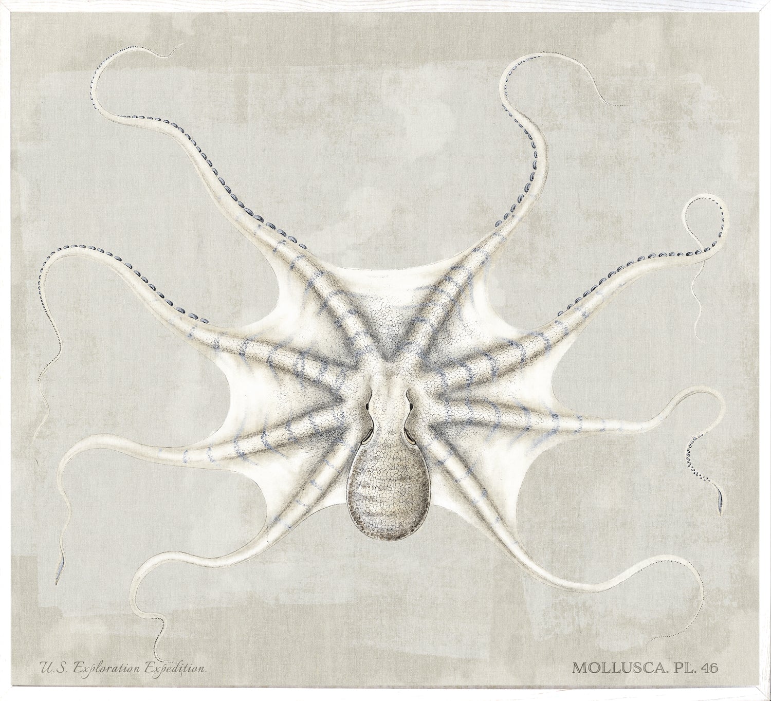 Mollusca Pl 46 wall art featuring a detailed illustration of an octopus on a light background.