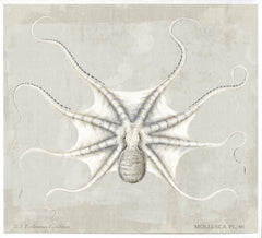 45.25 × 41.25 in
