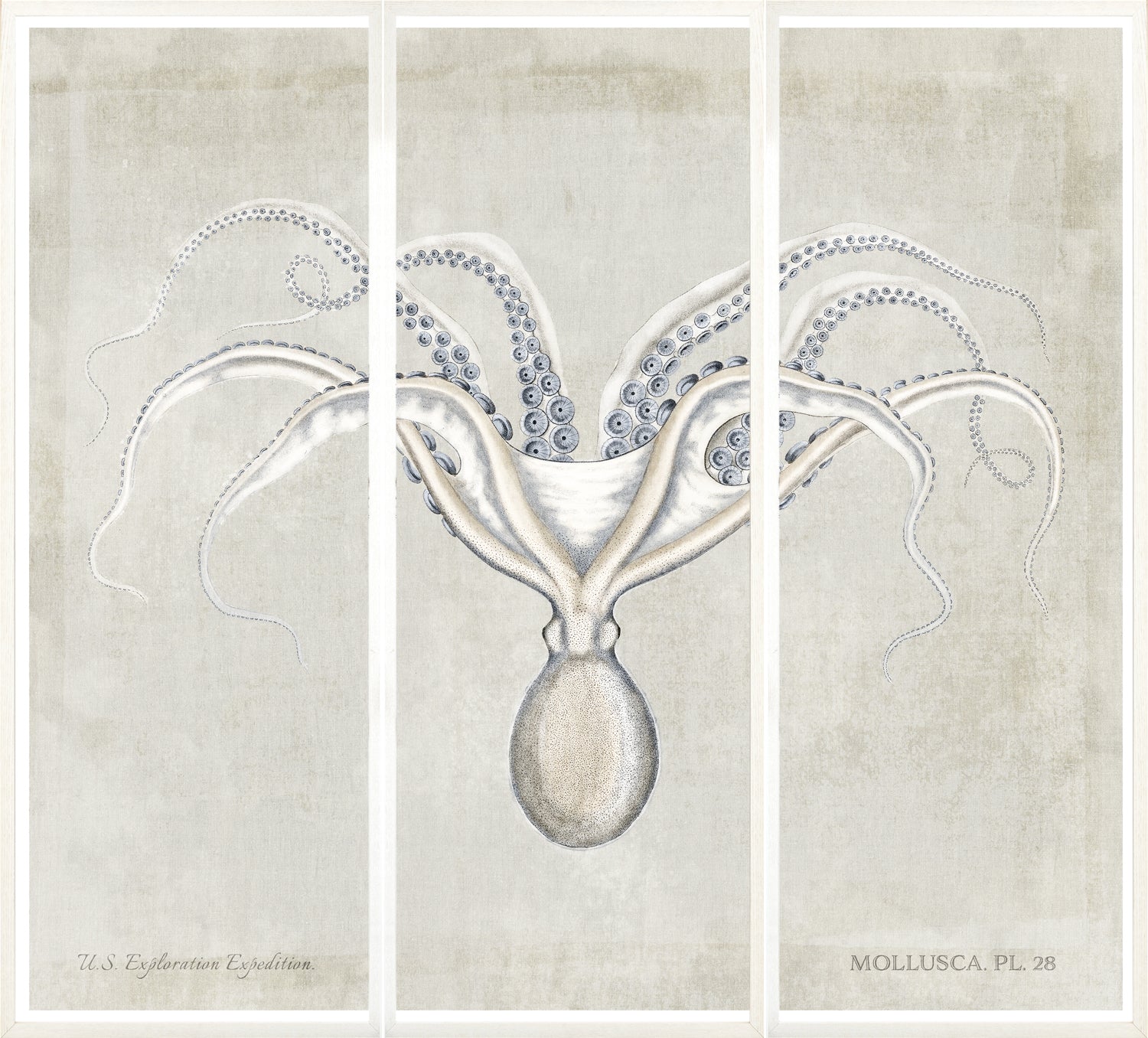 Mollusca Pl 28 — still life fine art print in neutral tones at Laurie Yapp Home