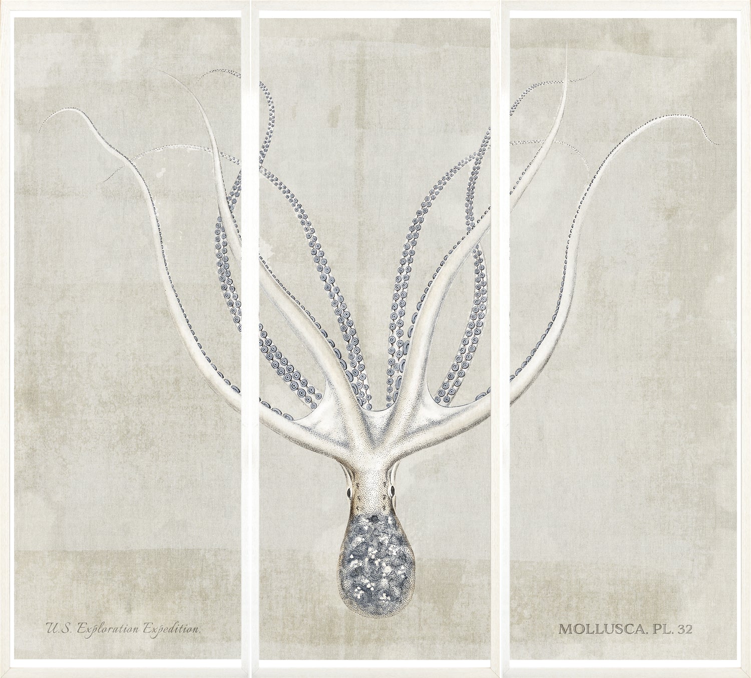 Mollusca Pl 32 wall art featuring an octopus illustration on a textured beige background.