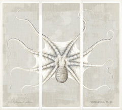 56.25 × 64.75 in