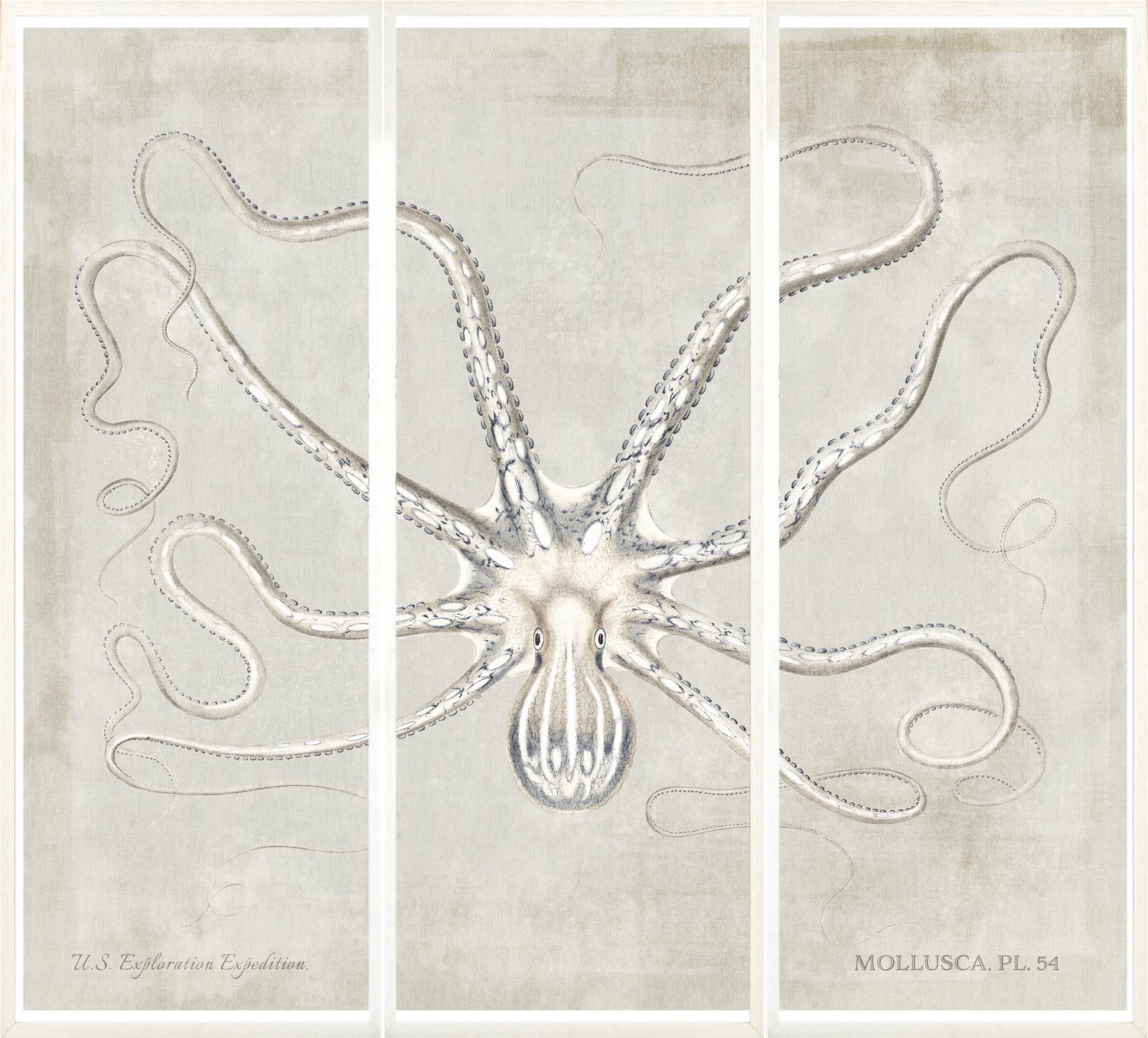 Mollusca Pl 54 wall art featuring a detailed octopus illustration on a textured beige background.