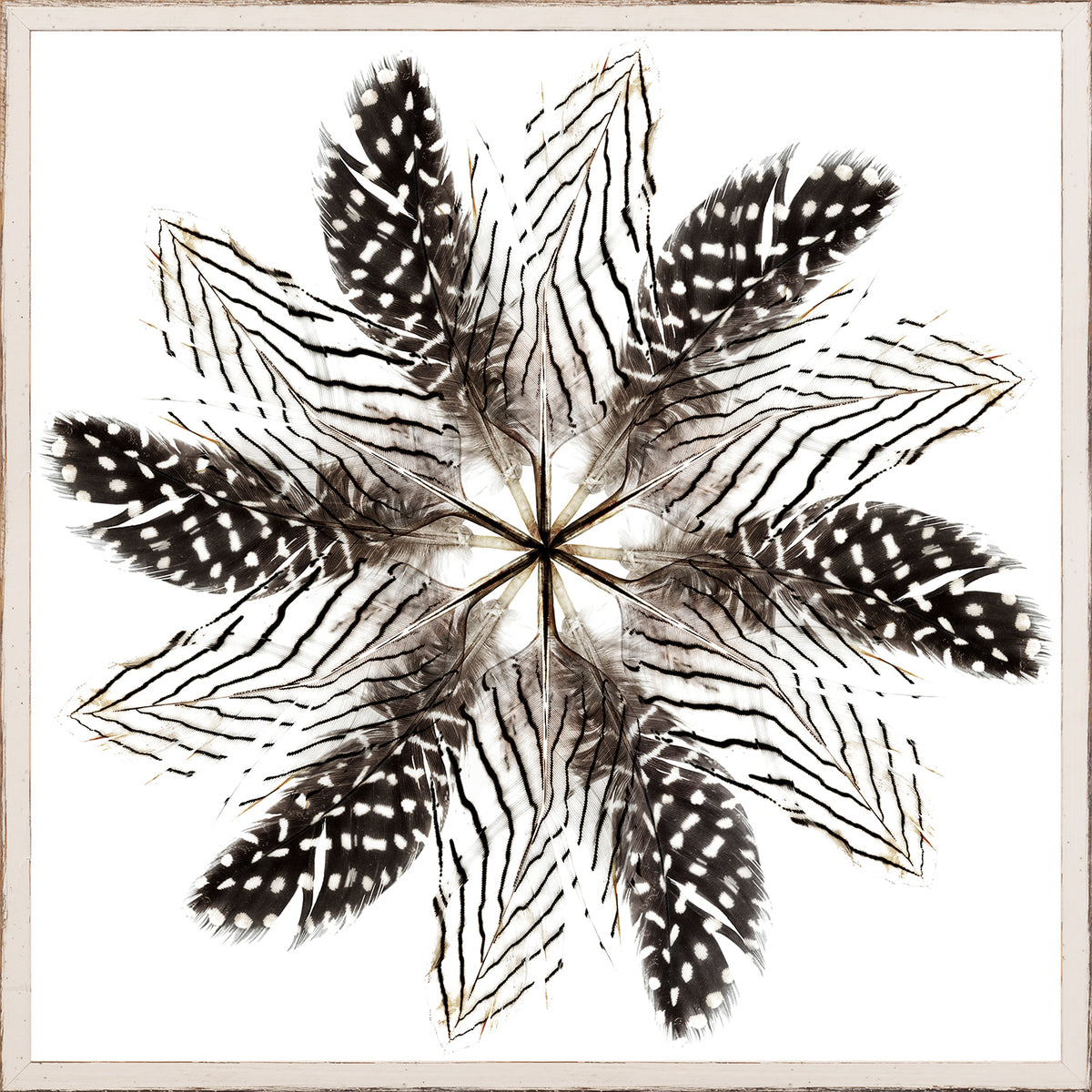 Feather Mandala II wall art featuring a circular arrangement of black and white feathers on a white background.