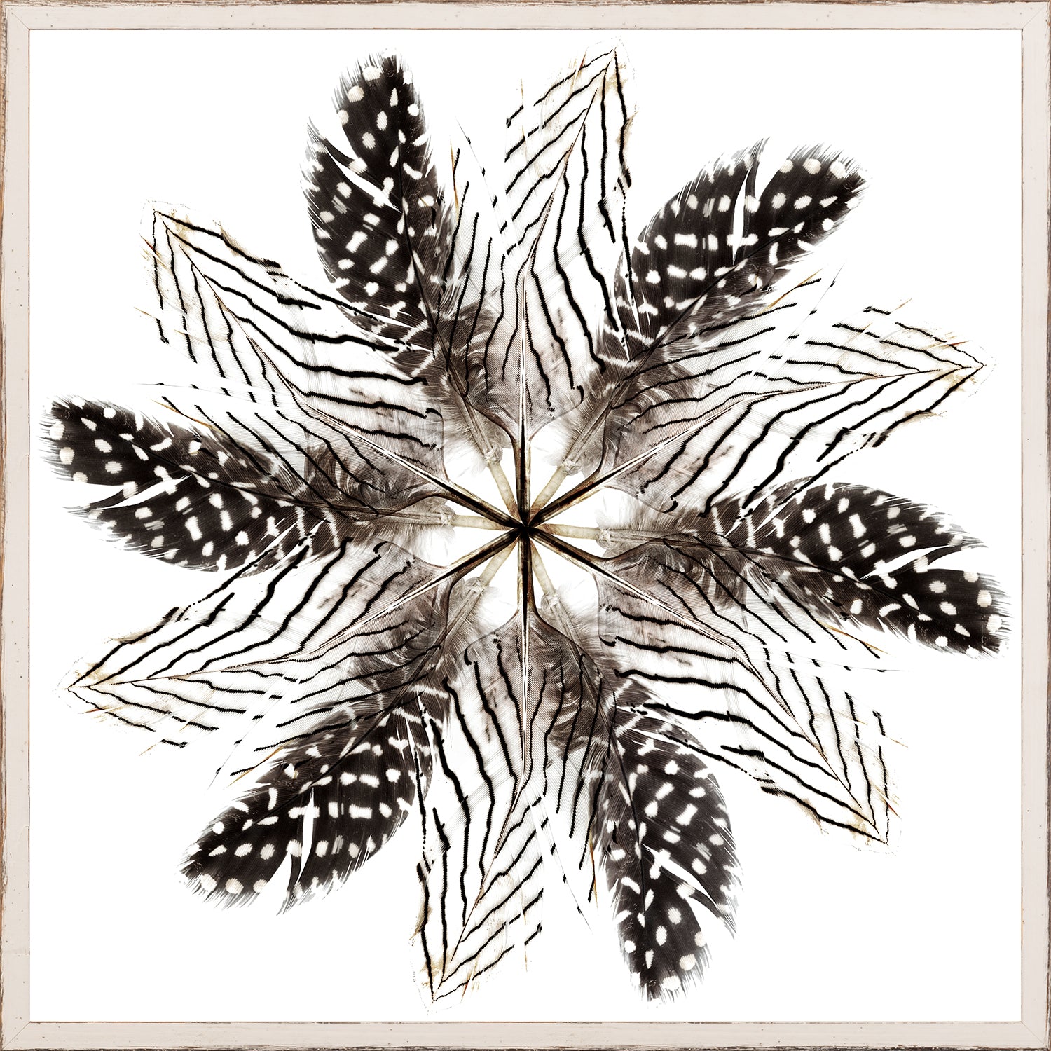 Feather Mandala II wall art featuring a circular arrangement of black and white feathers on a white background.