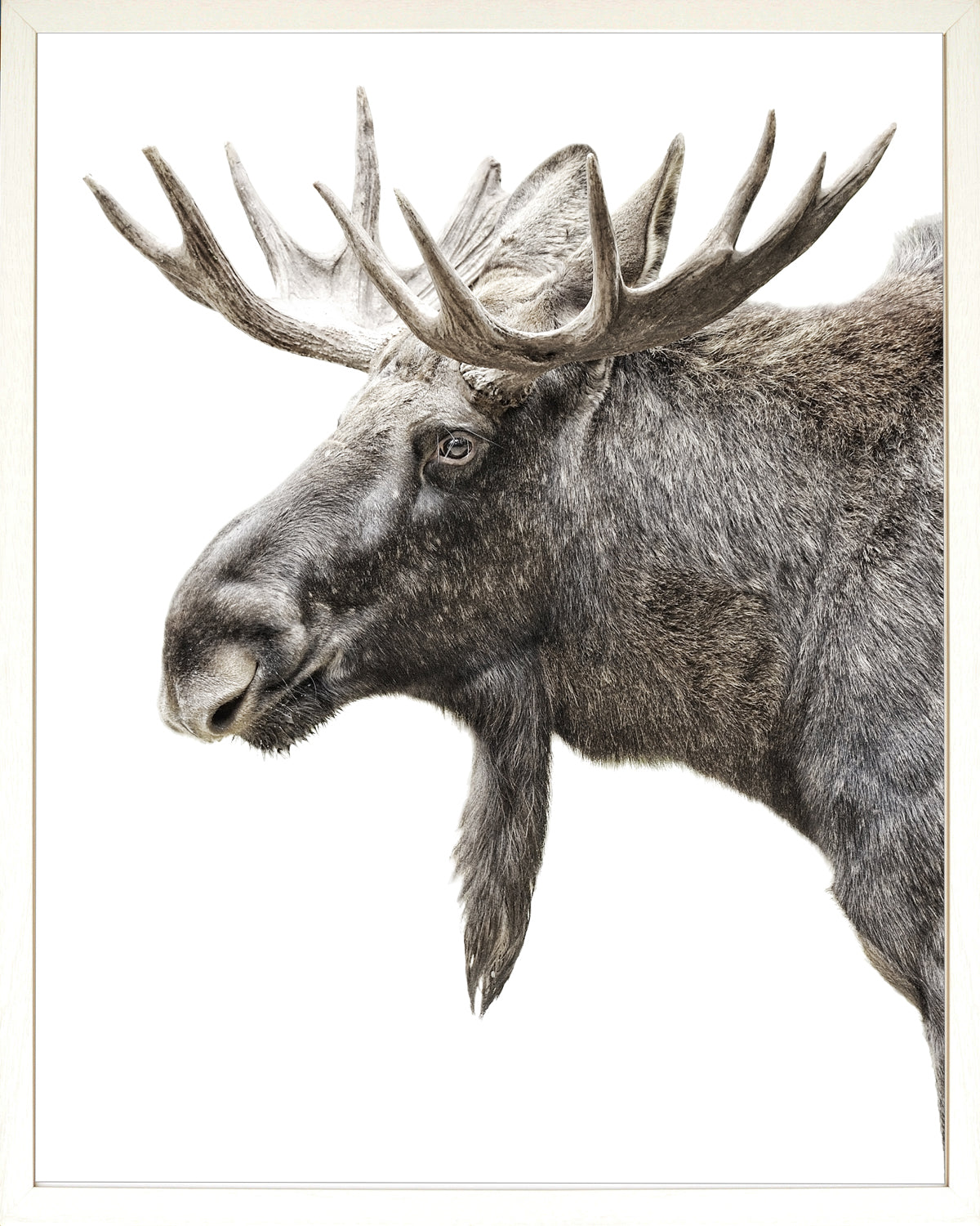 Moose Majesty Pair Bundle - Algonquin and Happy Moose
