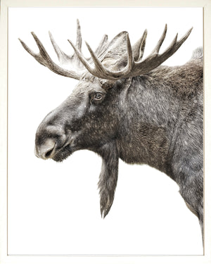Algonquin Moose framed photograph