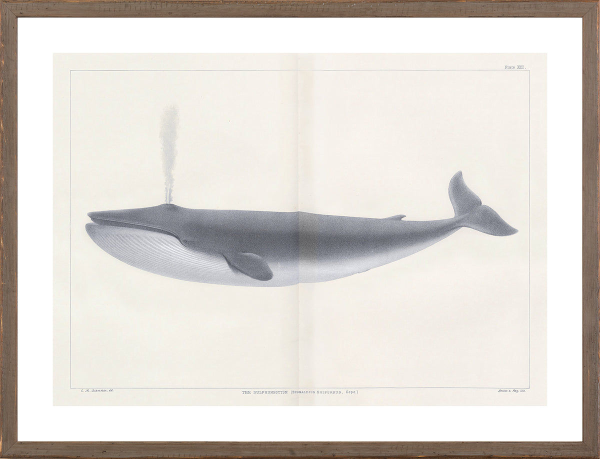 Vintage Whale Trio I (I-III) Bundle — nature and landscape fine art print in neutral tones at Laurie Yapp Home
