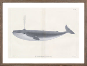Vintage Whale Trio I (I-III) Bundle — nature and landscape fine art print in neutral tones at Laurie Yapp Home