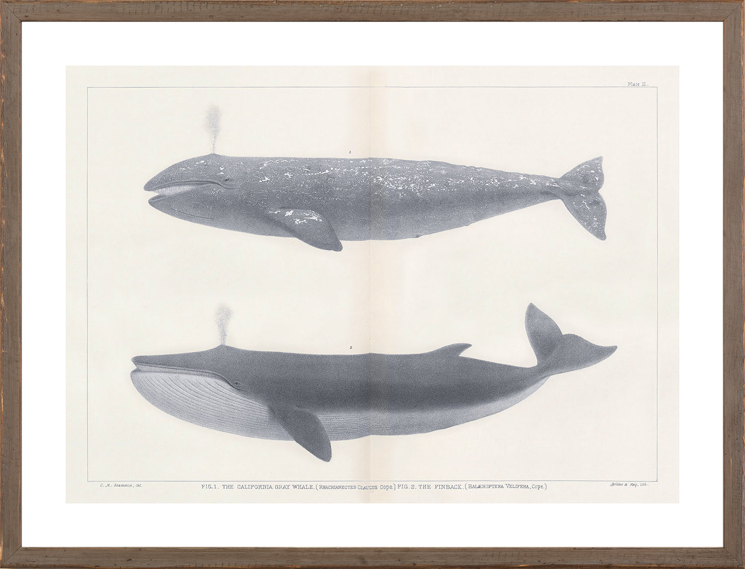 Vintage Whale Trio II (IV-VI) Bundle — nature and landscape fine art print in neutral tones at Laurie Yapp Home