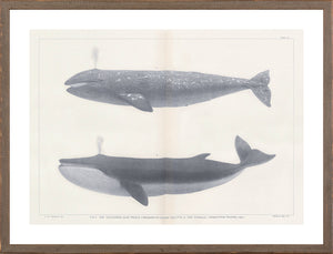 Vintage Whale Trio II (IV-VI) Bundle — nature and landscape fine art print in neutral tones at Laurie Yapp Home
