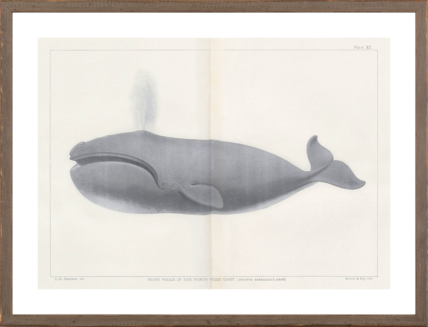 Vintage Whale Trio II (IV-VI) Bundle — nature and landscape fine art print shown from another angle