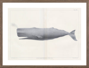 Vintage Whale Trio II (IV-VI) Bundle — nature and landscape fine art print shown from another angle