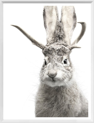 Jackalope — nature and landscape fine art print shown from another angle