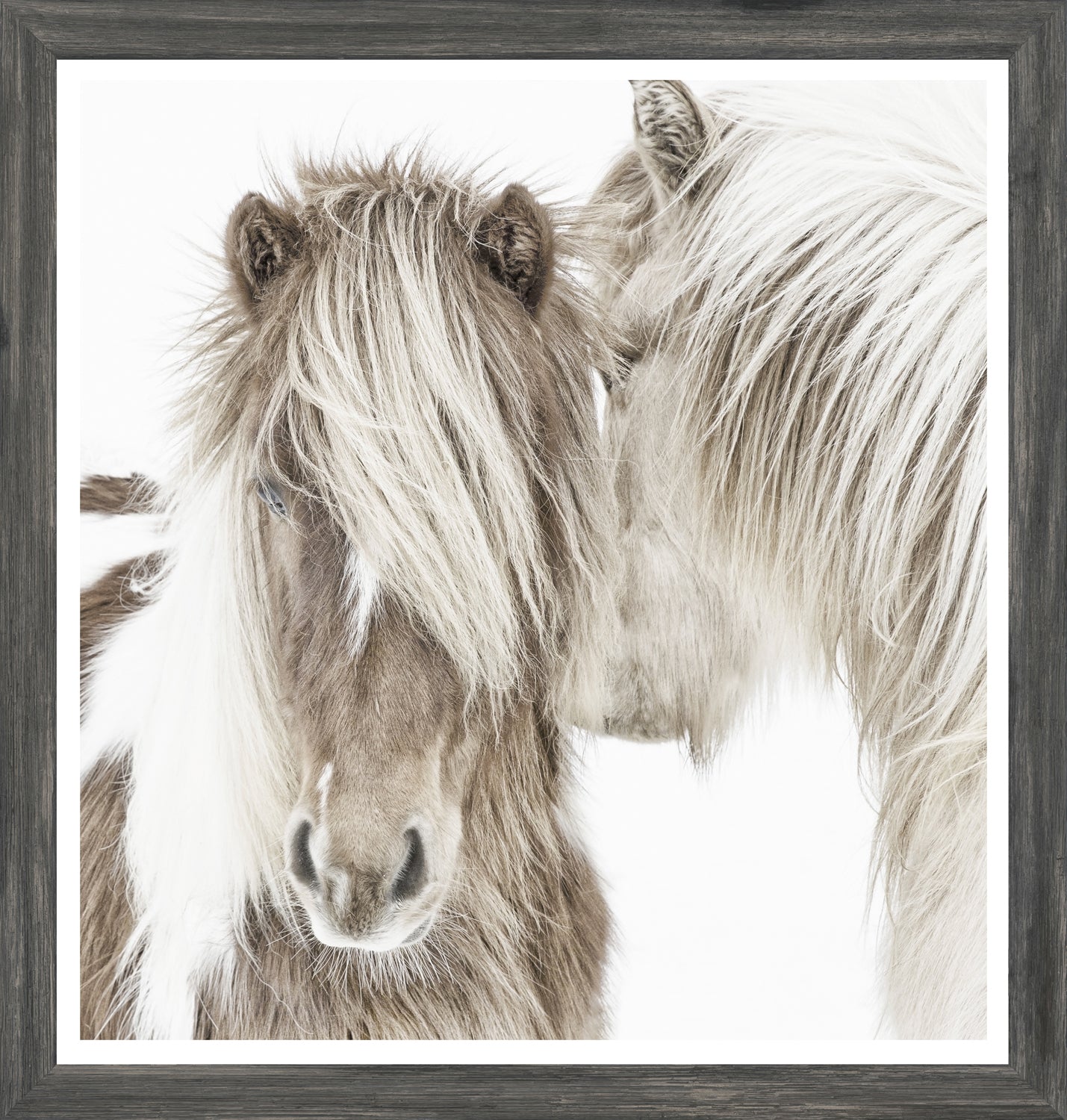 Icelandic Ponies — nature and landscape fine art print shown from another angle