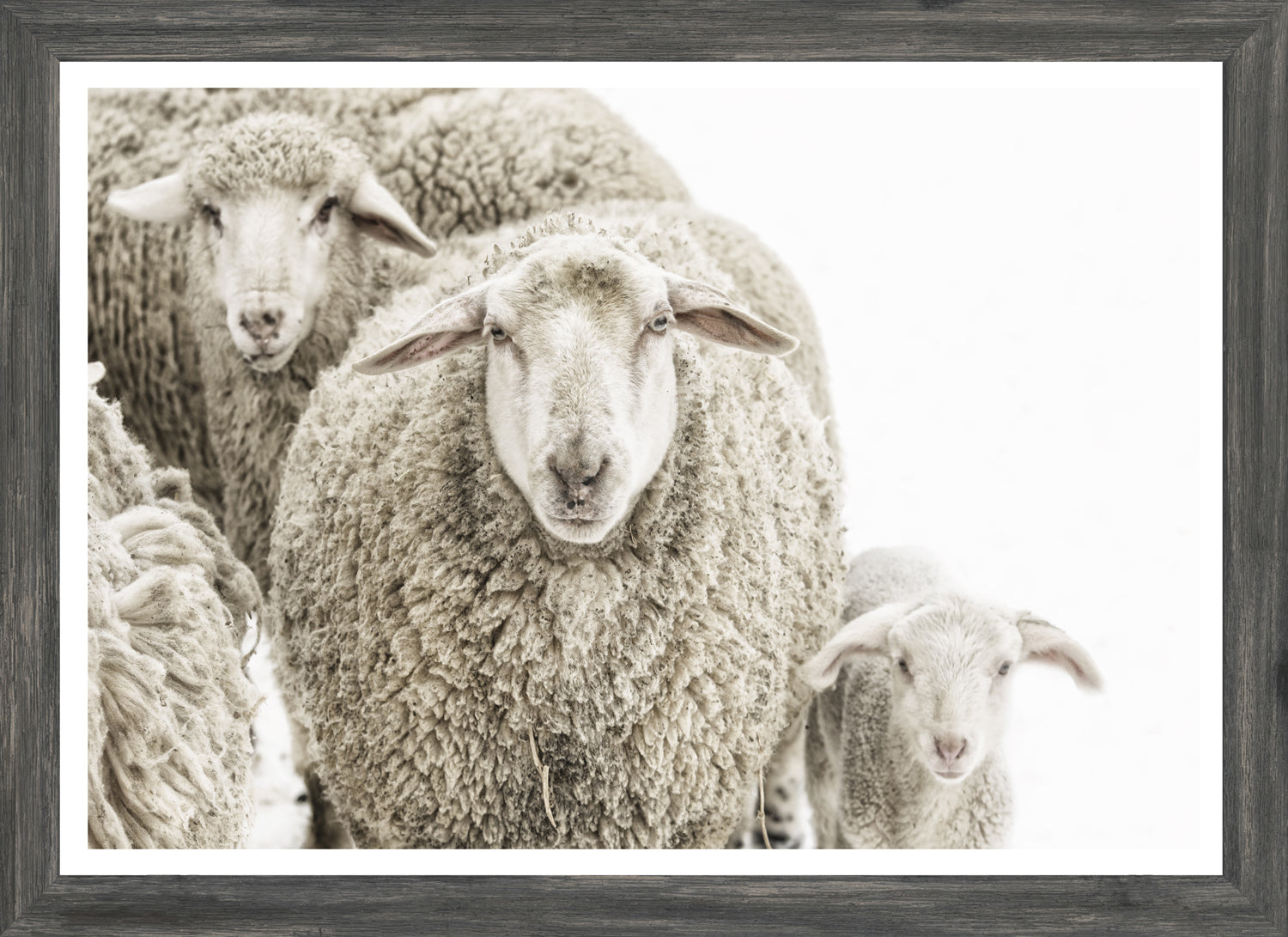 Wooly Stare — nature and landscape fine art print shown from another angle