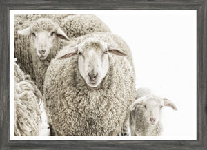 Wooly Stare — nature and landscape fine art print shown from another angle