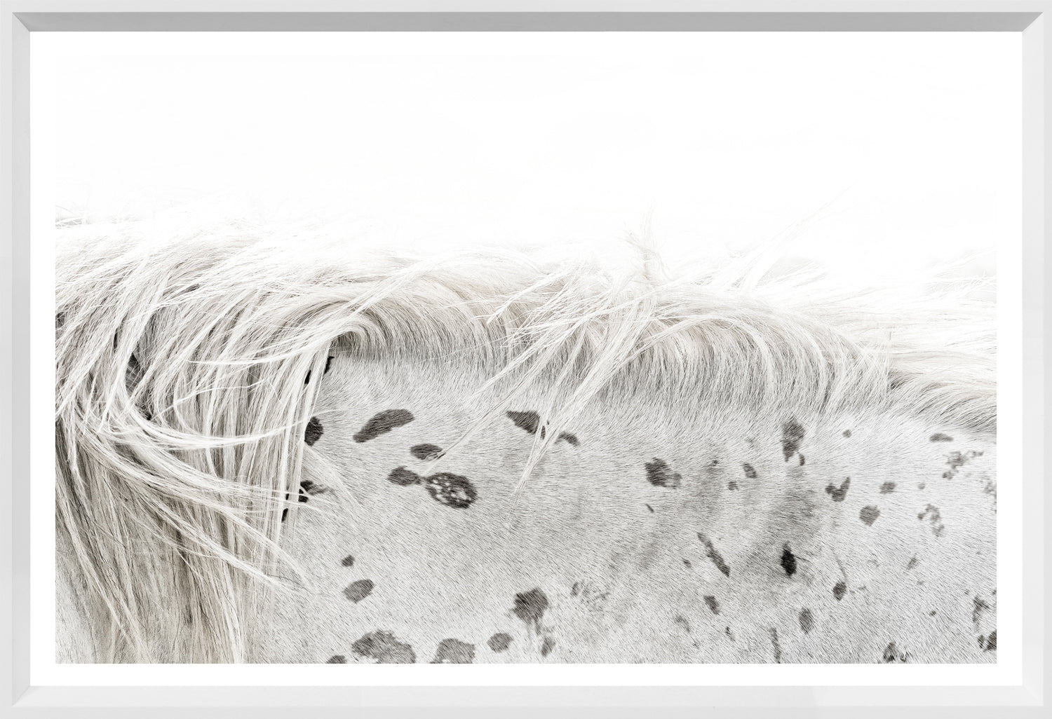Appaloosa — nature and landscape fine art print shown from another angle