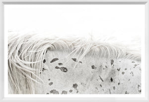 Appaloosa — nature and landscape fine art print shown from another angle
