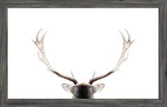 22 × 14 in – Grey Frame