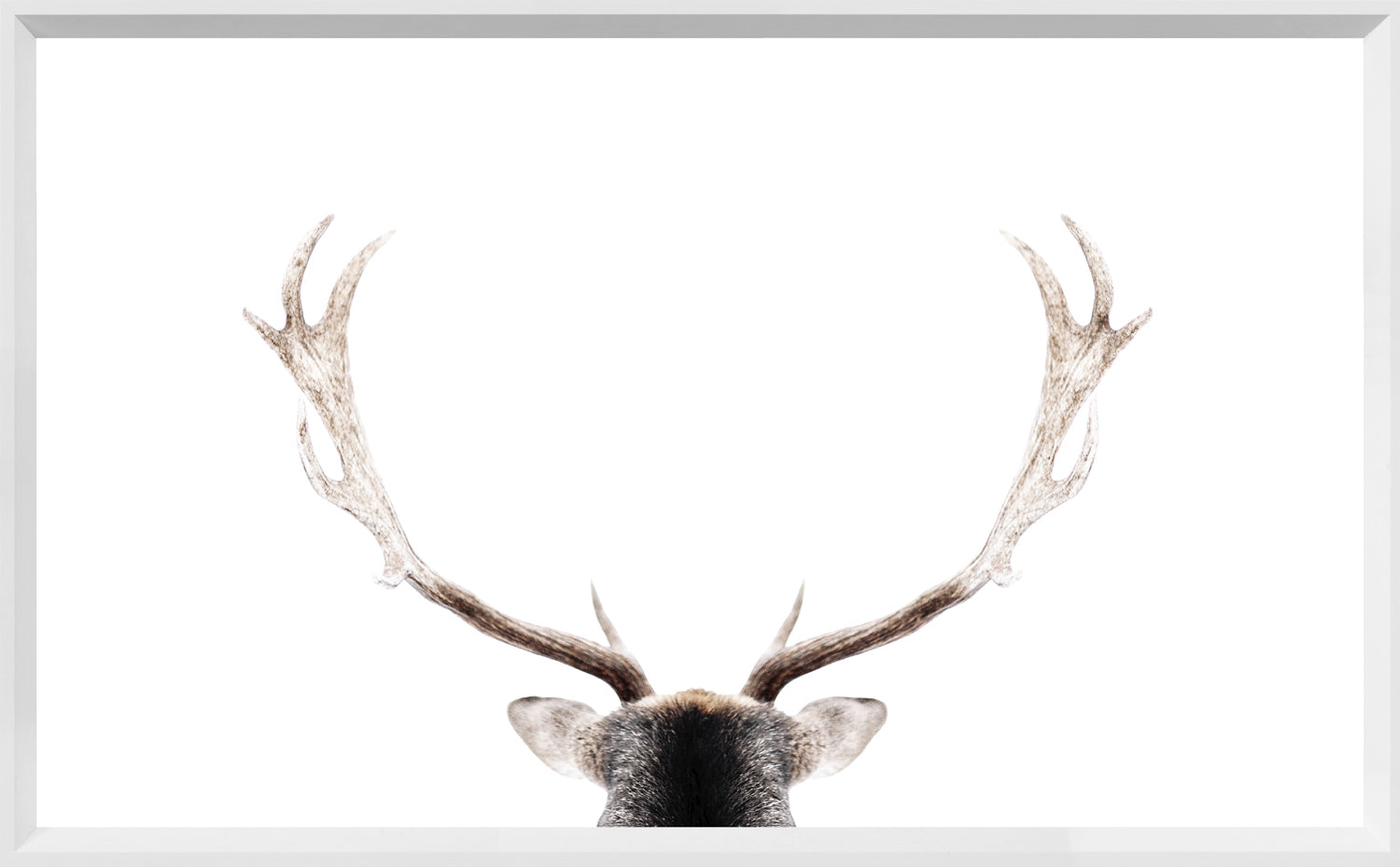 Looking North wall art featuring deer antlers against a white background, framed in white.