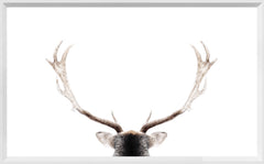 21 × 13 in – White Frame